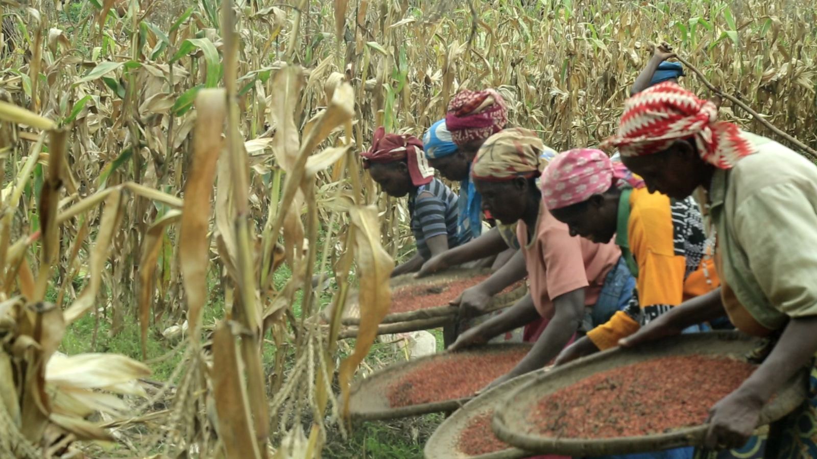 Femmes vannant le sorgho dans un champ